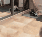 Pomeranian Runs Into Mirror
