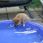 Puppy Splashes Water on Face