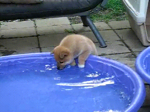 http://gifrific.com/wp-content/uploads/2013/04/Puppy-Splashes-Water-on-Face.gif