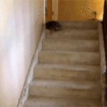 Turtle Sliding Down Stairs