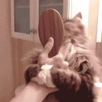 Cat Brushing Self