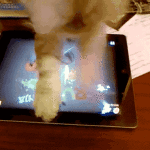 Cat Playing Fruit Ninja Ipad
