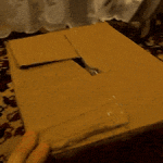 Cat Pops Out of Box