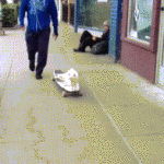Cat Riding Skateboard