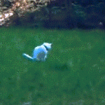 Cat Spins Around Trying to Catch Tail