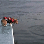 Corgi Jumping Into Water With Lifejacket