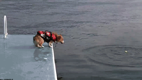 Corgi-Jumping-Into-Water-With-Lifejacket.gif