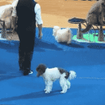 Dog Flips During Halftime Show