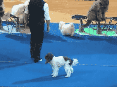 http://gifrific.com/wp-content/uploads/2013/05/Dog-Flips-During-Halftime-Show.gif