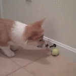 Dog Scared By Spring Door Stop