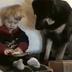 Dog Steals Kids Food
