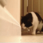 Door Spring Scares Cat