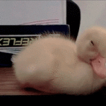 Duckling Falling Asleep on Desk