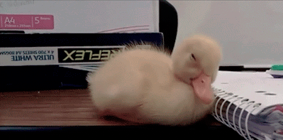 [Image: Duckling-Falling-Asleep-on-Desk.gif]