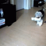 Excited Dog Carrying Newspaper