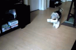 Excited-Dog-Carrying-Newspaper.gif
