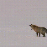 Fox Jumps Into Hole