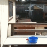 Goat Jump to Food