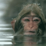 Monkey in Water in Snow
