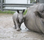 Baby Rhino Copy Dad