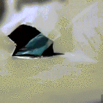 Bird Attacks Camera