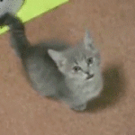 Cat Asks For Food
