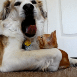 Cat Pulls on Dogs Tongue