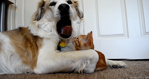 Cat-Pulls-on-Dogs-Tongue.gif