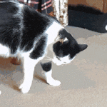 Cat Rolls In A Ball