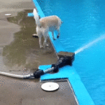 Dog Falls Into Pool