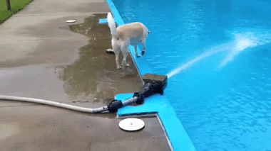[Image: Dog-Falls-Into-Pool.gif]