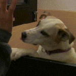 Dog Gives High Fives