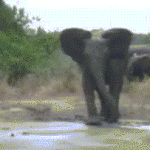 Elephant Slips and Falls in Mud