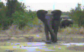 Elephant-Slips-and-Falls-in-Mud.gif