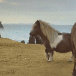 Pony Walk