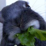 Rabbit Eating Lettuce