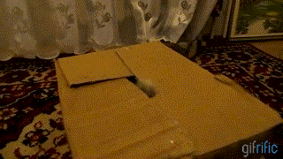 Cat-in-Cardboard-Box.gif