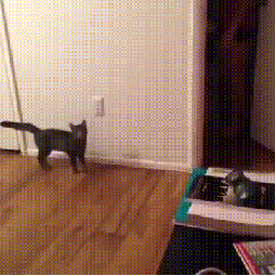 scared cat animated gif