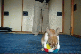 Bunny-Rabbit-Ball-Flip.gif