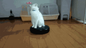 Cat-on-Roomba.gif