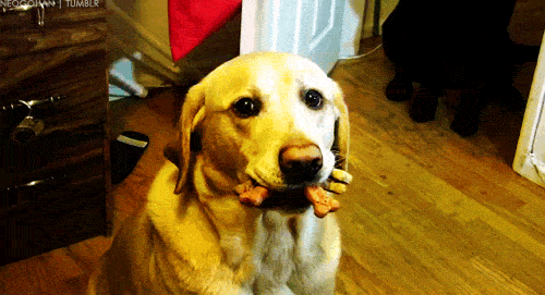 Dog Holding Treats in Its Mouth