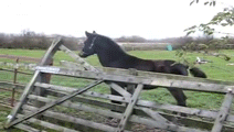 Horse-Jump-Over-Fence-Fail.gif