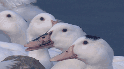 http://gifrific.com/wp-content/uploads/2013/11/Laughing-Goose.gif