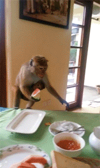 Image result for monkeys stealing gif