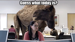 hump-day-geico-camel-commercial.gif
