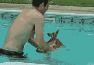 Baby Deer Playing in Water