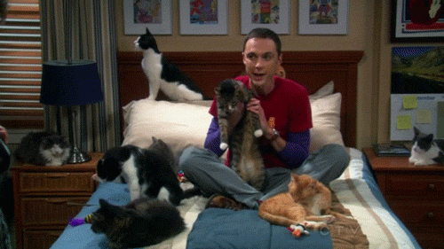 [Image: Sheldon-Cooper-on-Bed-With-Cats.gif]