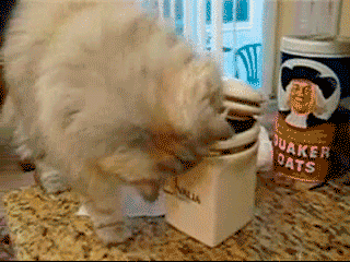 http://gifrific.com/wp-content/uploads/2014/02/Cat-Gets-Cookie-Out-of-Pot-For-Dog.gif