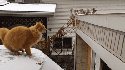 Cat-Jumps-Off-Car-in-Snow-Fail.gif