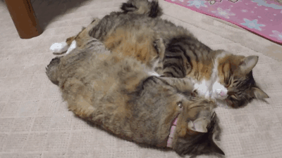 Cats-Sleeping-Wake-up-at-Same-Time.gif